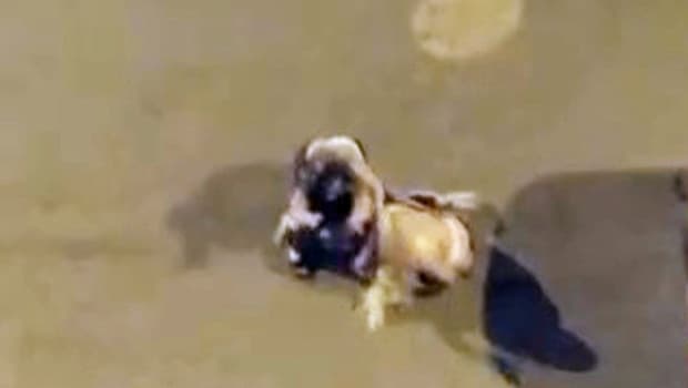 Iğdır'da alkollü oldukları öne sürülen 3 kadın saç saça birbirine girdi: O anlar kamerada