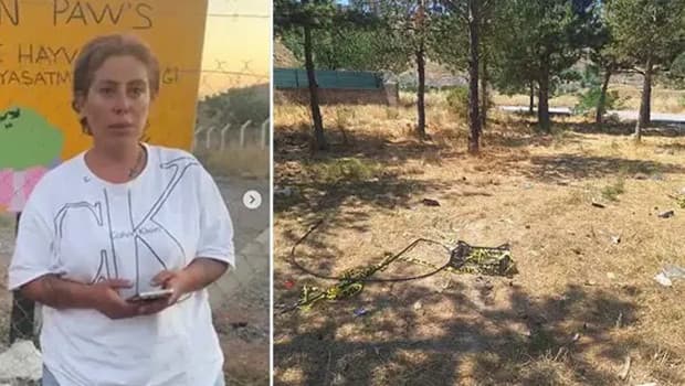 Sokak hayvanları derneği başkanı silahla öldürüldü: Ağabeyi dahil 5 kişi tutuklandı