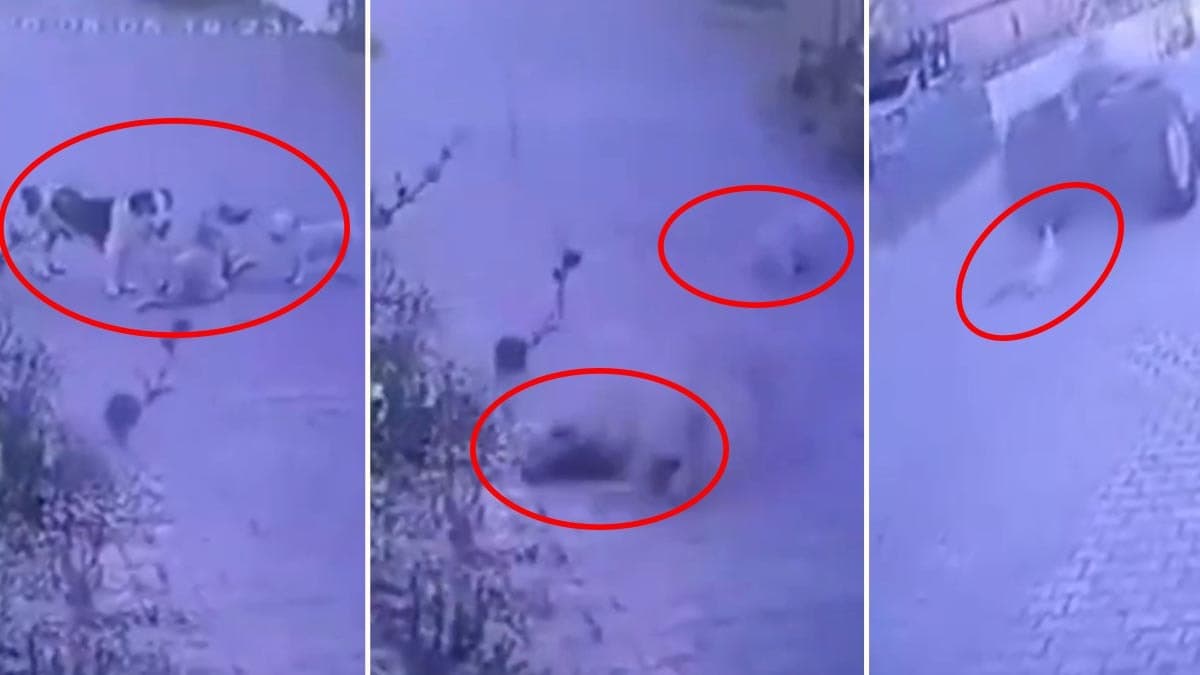Sokak köpeklerine silah doğrultan şahıs güvenlik kameralarına yakalandı