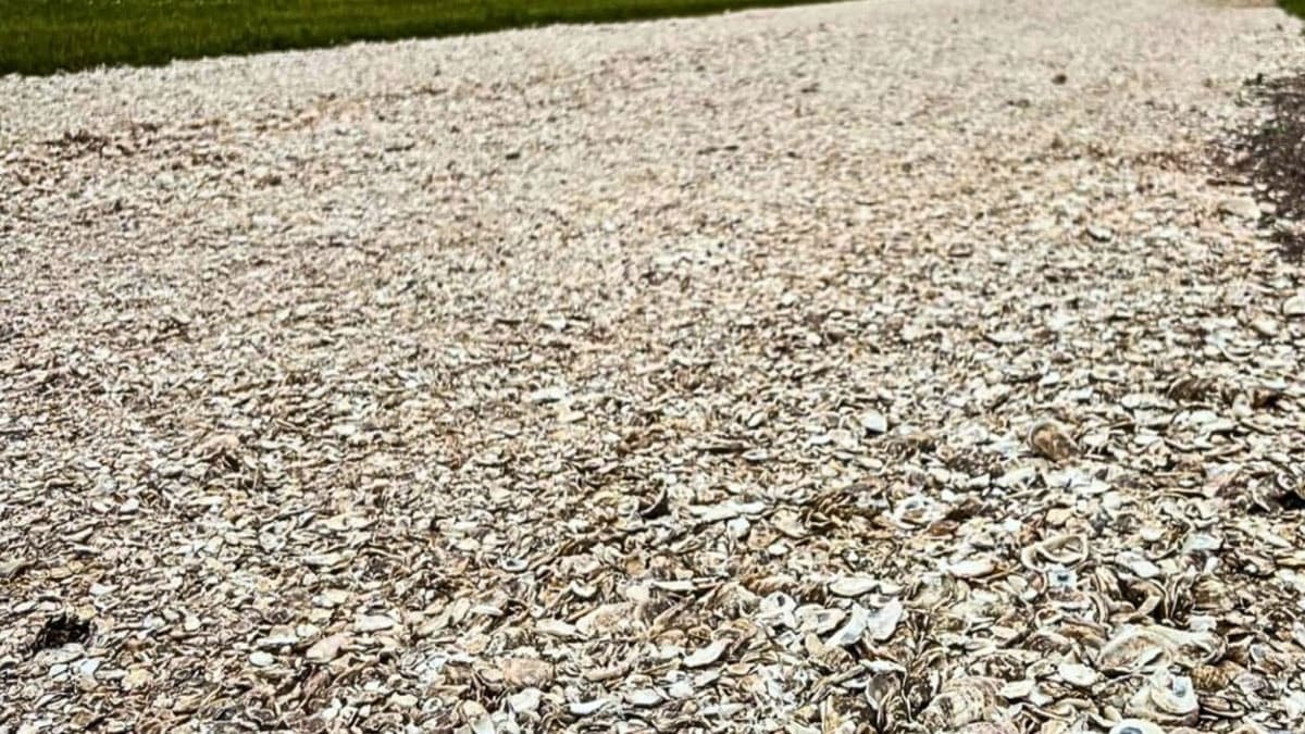 Çöpe atılan hurdalardan devasa kalkan inşa etti: "Dünyaya mesaj vermek istedim"