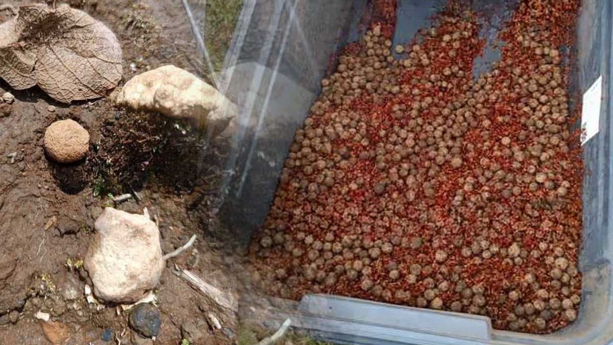 Gökyüzünden 660 bin tohum serpildi: Şimdi büyüme aşaması başladı