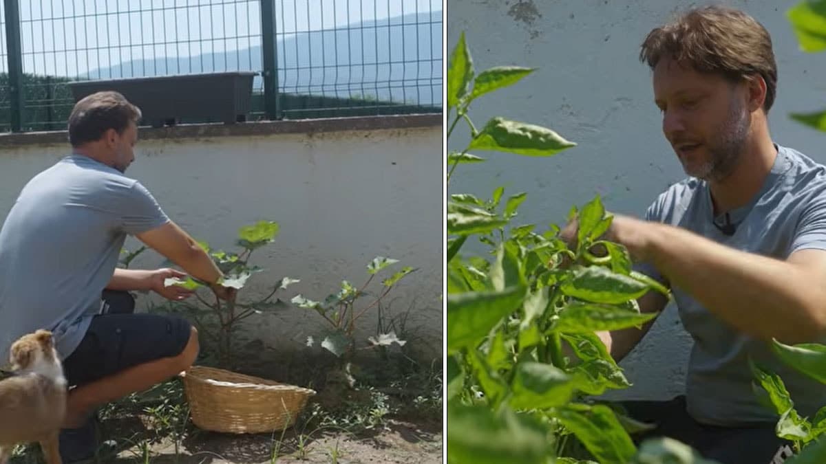 Gözde dizilerin aranan yüzü Gökmen Kasabalı köyüne yerleşti: Şimdi bahçesinde hasat yapıyor