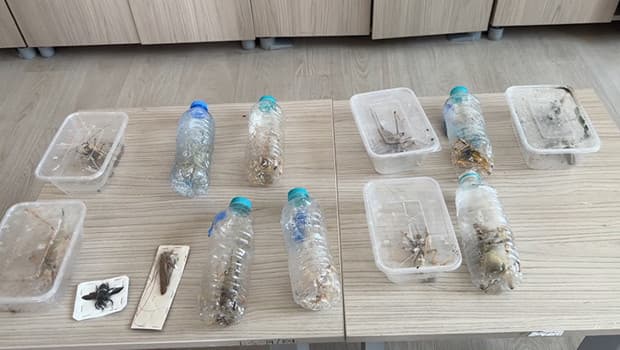 Nemrut Dağı'nda izinsiz çekirge toplayan 2 yabancıya 1,4 milyon liralık ceza