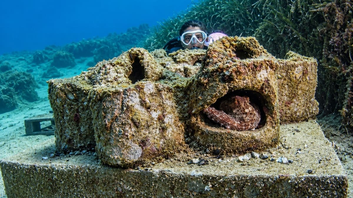 İzmir'de deniz ekosistemi için 3 ton midye kabuğu deniz tabanına bırakıldı