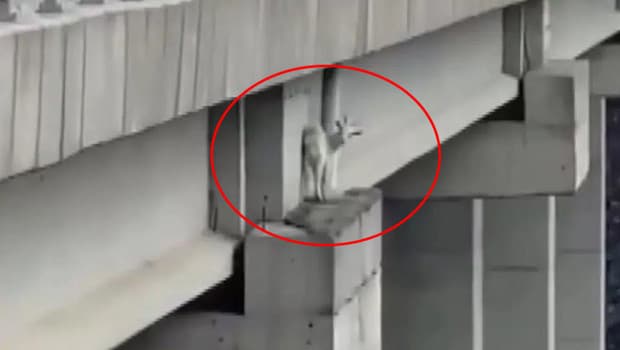 İstanbul'da viyadük ayağında mahsur kalan keçi itfaiye ekiplerince kurtarıldı