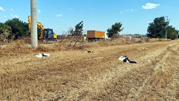 Tekirdağ'da facia: Göç yolu üzerindeki ilçede 30 leylek elektrik akımına kurban gitti