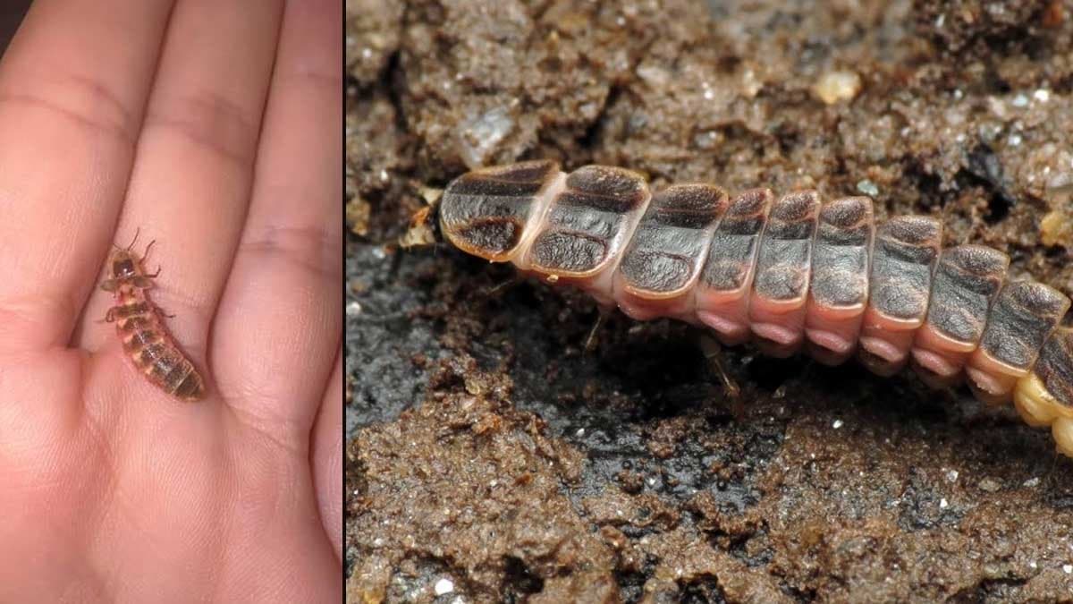 Belediyeden kovalarla parklara gidenlere yasak